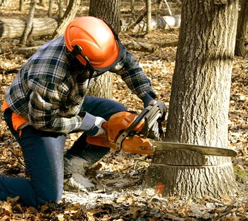 Tree Removal in Sapelo Island, GA